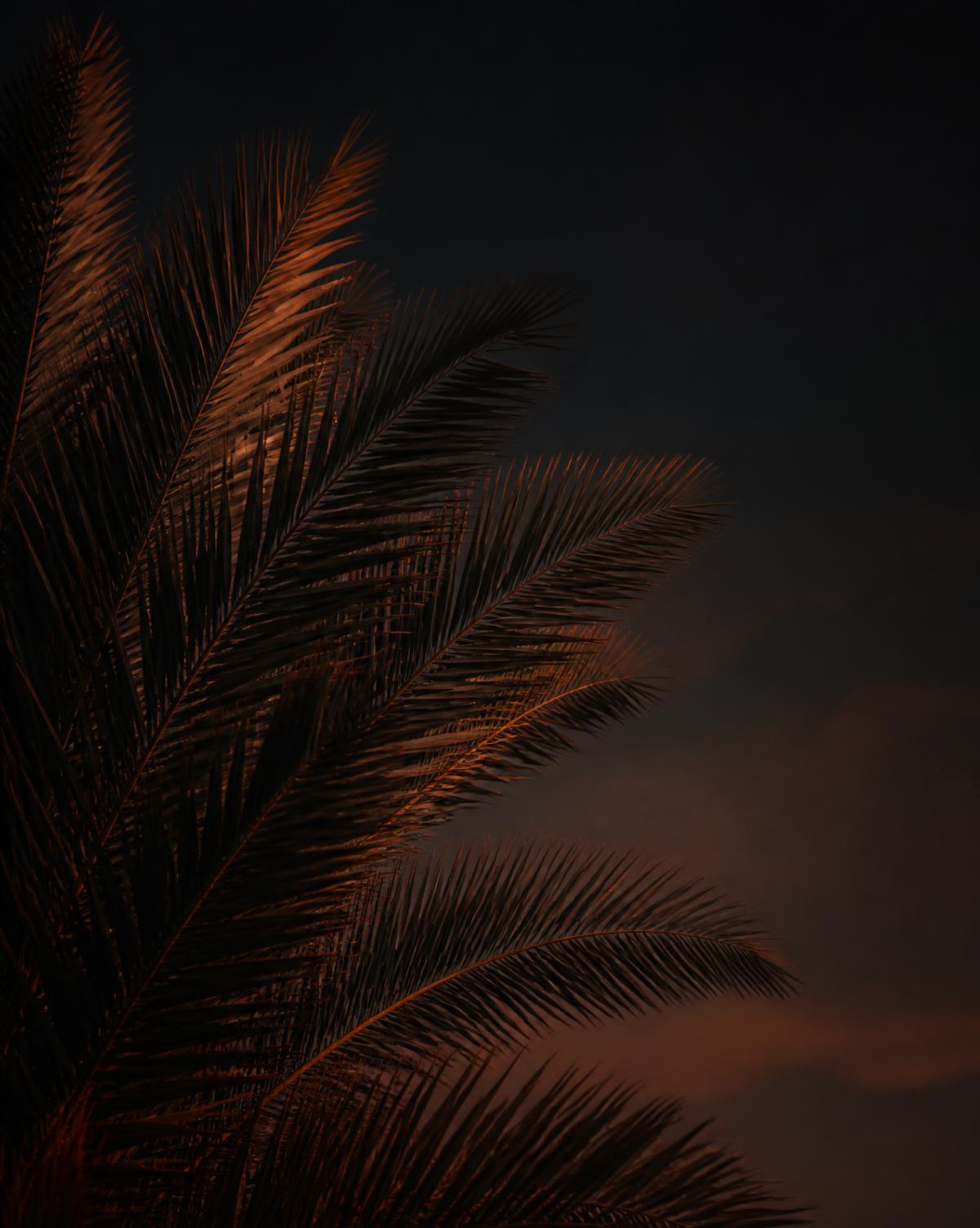 Palm fronds lit by warm light against a dark sky
